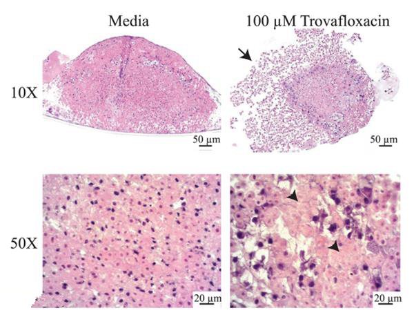 人類活體試驗出解決方案 用3D打印的人類肝組織做藥物毒性評估_e鍵打印服務